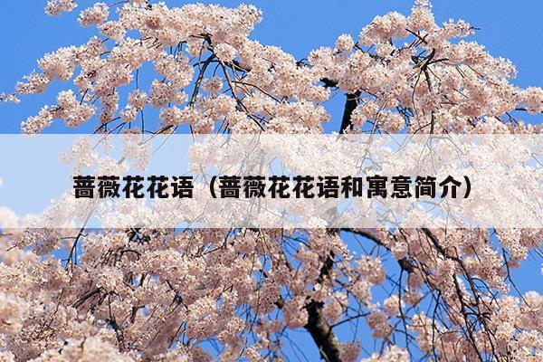 蔷薇花花语（蔷薇花花语和寓意简介）